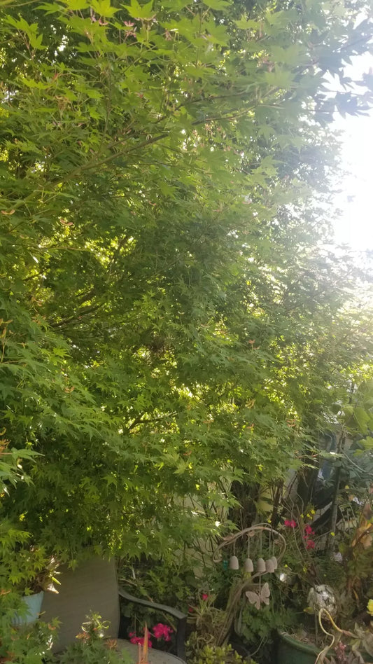 Japanese Green Maple Cuttings Six Stem for Propagation - Acer Palmatum