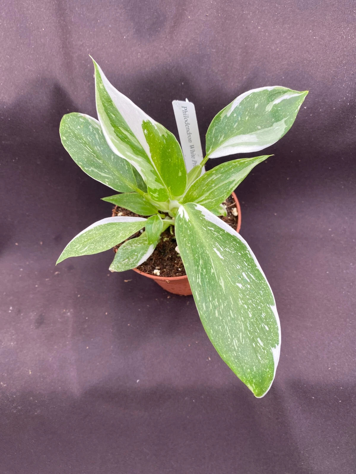 Philodendron White Princess Rooted Plant 3" Pot