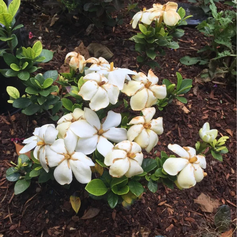 Kleim's Hardy Gardenia Live Plant 6-10 Inches Bare Root Gardenia jasminoides 'Kleim's Hardy' Fragrant Evergreen Dwarf Plant