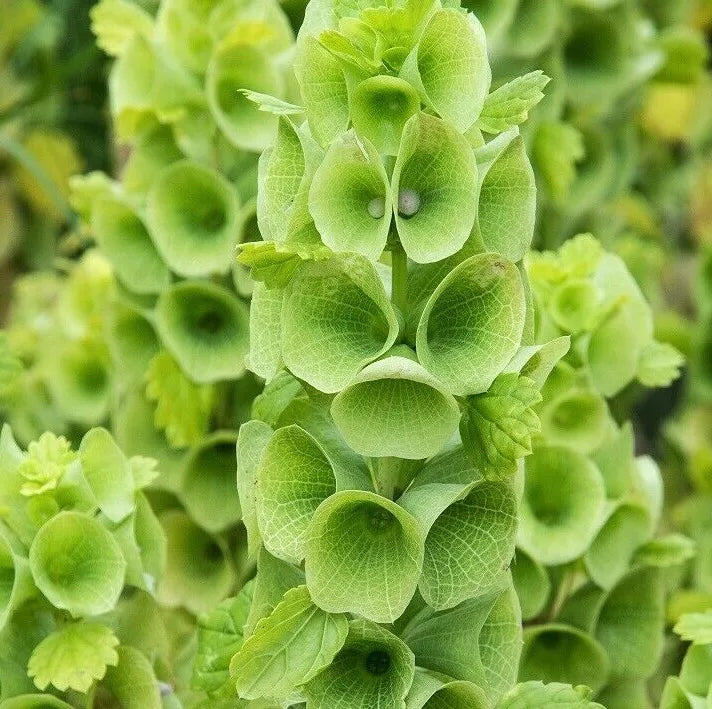Bells of Ireland Flower Seeds, 100+ Seeds, Green Flowers, Moluccella laevis, Free Shipping