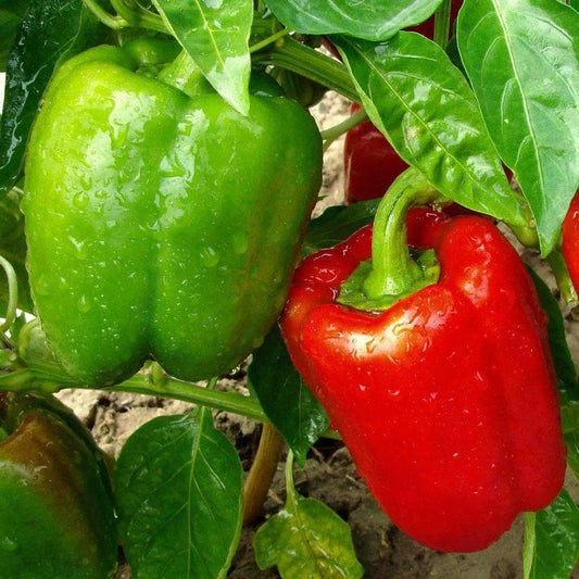 California Wonder Bell Pepper Seeds 50+ Non-GMO Sweet Vegetable Seeds - Capsicum annuum