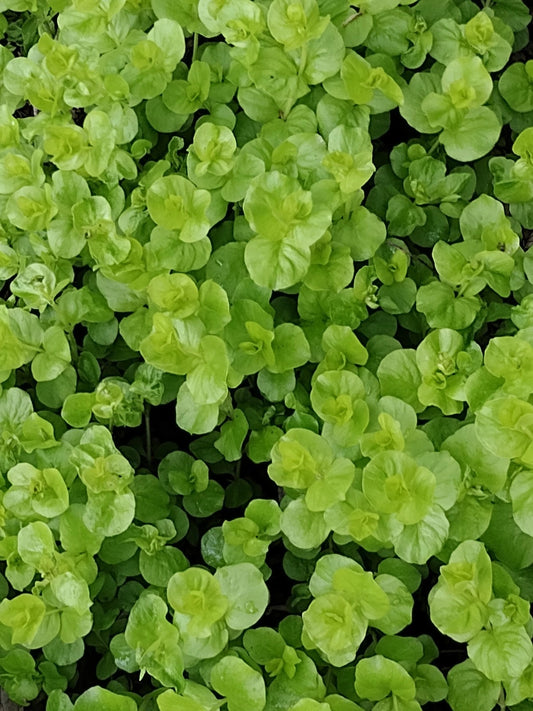12 Lysimachia "Goldi" Moneywort Plants, Golden Creeping Jenny, Creeping Charlie, Ground Cover, Perennial, Live Plants