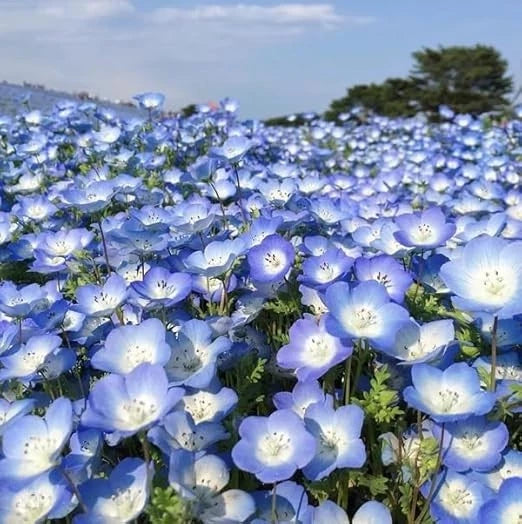 Baby Blue Eyes Seeds - 1000+ Count - Drought Tolerant Wildflower Groundcover - Nemophila menziesii