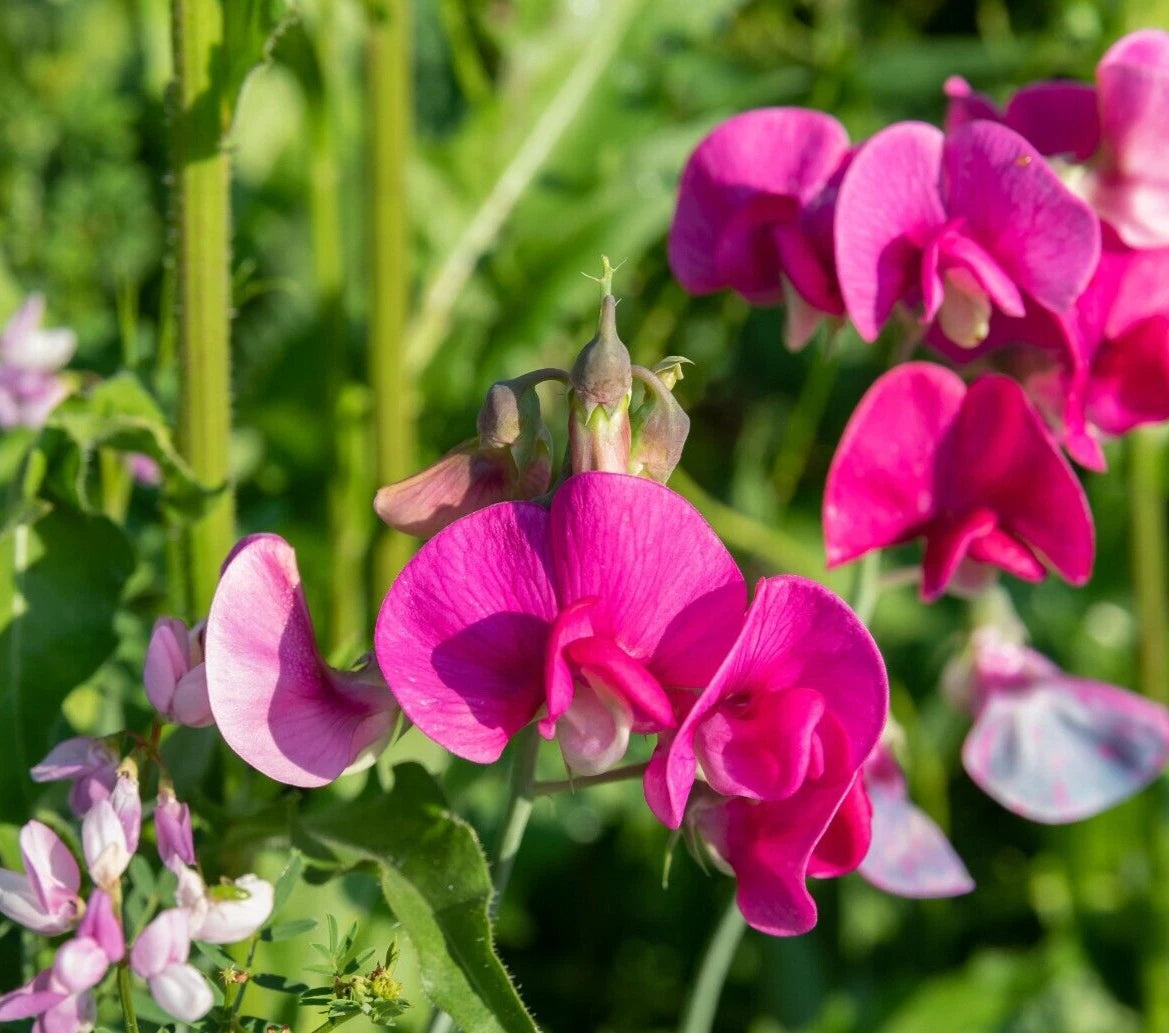 Polygala Myrtifolia Milkwort 6" Live Sweet Pea Bush Cuttings - Greenhouse Plant, Ornamental Flowering Plant