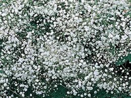 Baby's Breath Seeds - 100+ Fresh Seeds - Beautiful Snow-Like Blooms - Gypsophila elegans