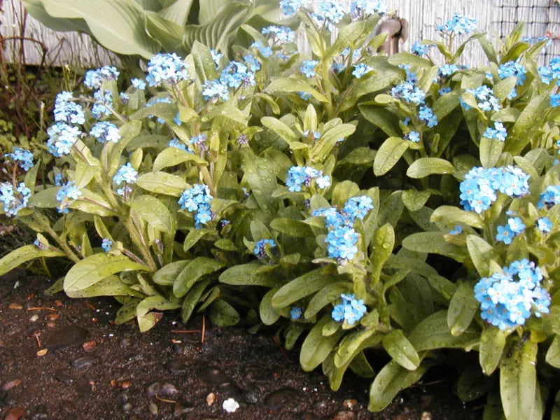 400 Seeds Forget-Me-Not Perennial Myosotis Blue - Groco USA - Easy to Grow Garden Flowers