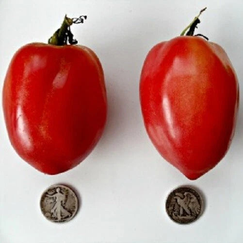 Japanese Oxheart Tomato Seeds - 25 Fresh Seeds - Best Oxheart Variety - Lycopersicon esculentum