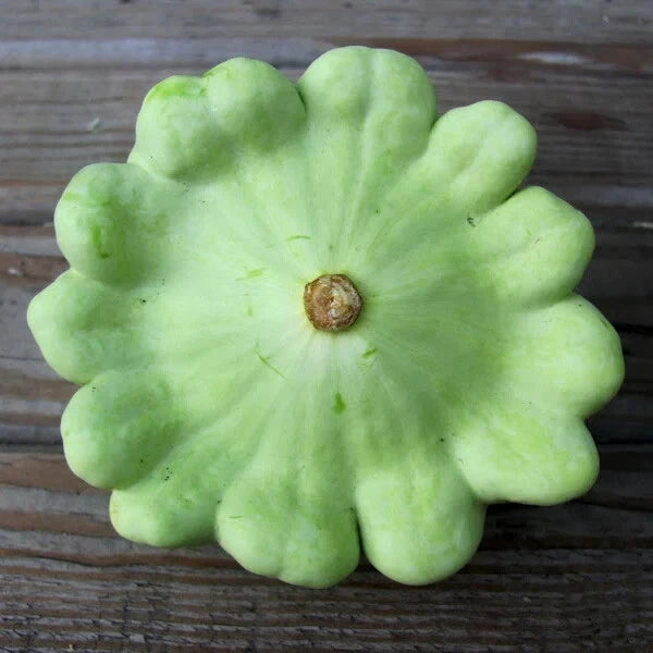 Bennings Green Tint Squash Seeds - 15 Non-GMO Heirloom Seeds, Cucurbita pepo, USA Seller