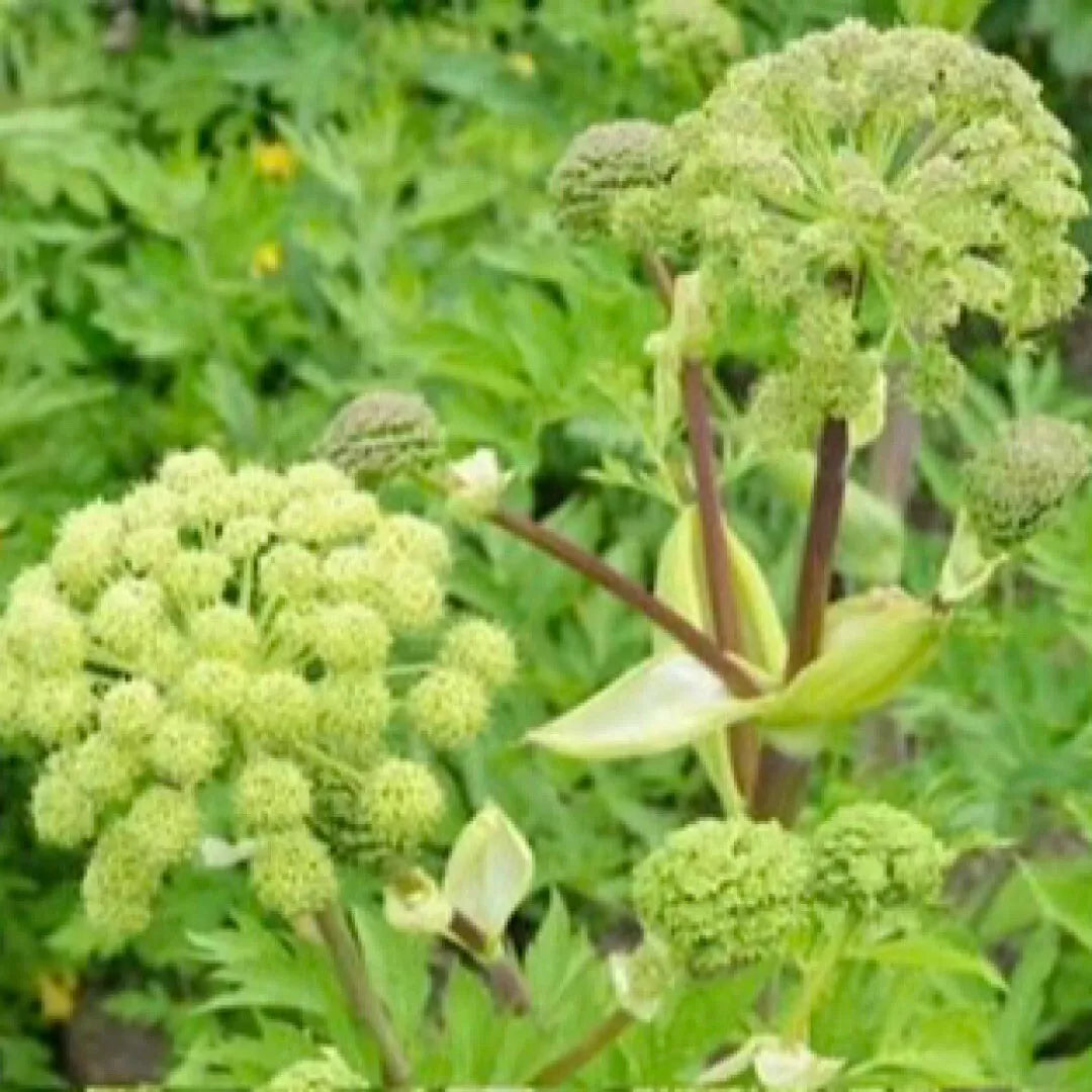 Angelica Holy Ghost Seeds - 30 Non-GMO Biennial Culinary Licorice Seeds - Fragrant Herb for Gardens (Angelica archangelica)