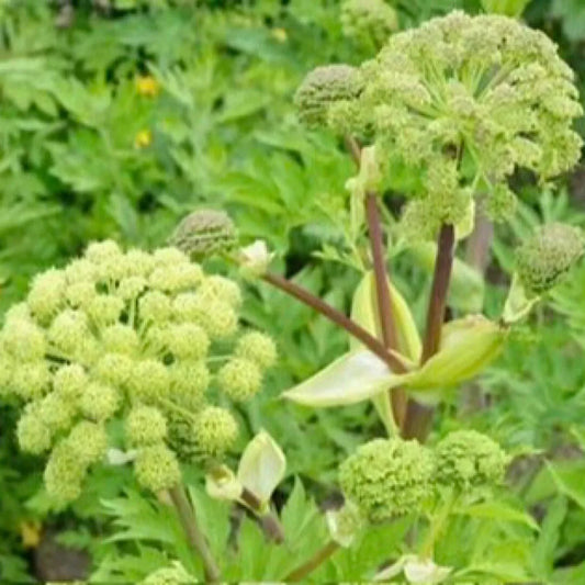 Angelica Holy Ghost Seeds - 30 Non-GMO Biennial Culinary Licorice Seeds - Fragrant Herb for Gardens (Angelica archangelica)