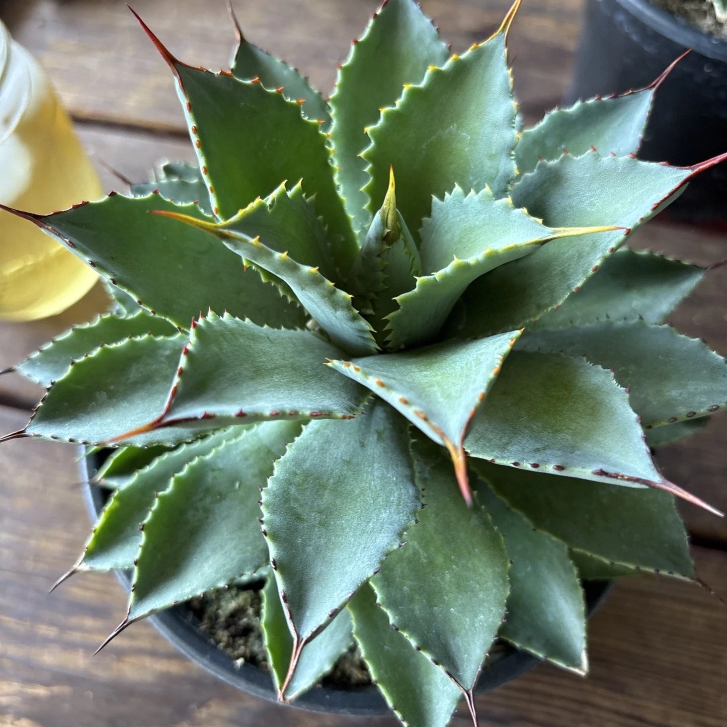 Agave Potatorum Plant, 6 Inch, Rooted in 6 Inch Pot, Succulent, Hardy Agave, Indoor Outdoor Plant