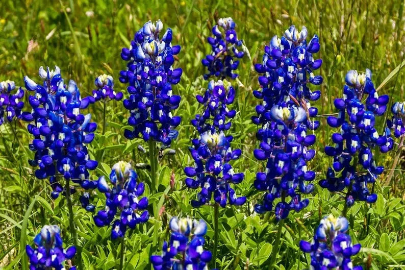 Texas Bluebonnet Seeds - 50 Organic Lupine Seeds - Native Wildflower - Lupinus texensis - Free Shipping USA