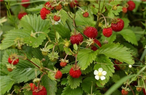 Alpine Strawberry Seeds - 100 Pack - White Flower - Fragaria Vesca