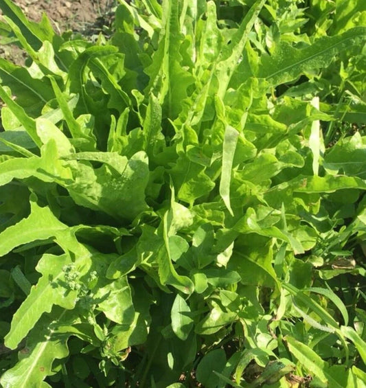 Fresh Oakleaf Lettuce Seeds - 4g Premium Quality - Lactuca sativa 'Oakleaf'