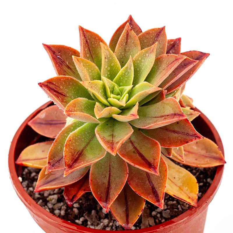 AEONIUM LEUCOBLEPHARUM 6" Potted Plant - Beautiful Designer Succulent - Unique Foliage