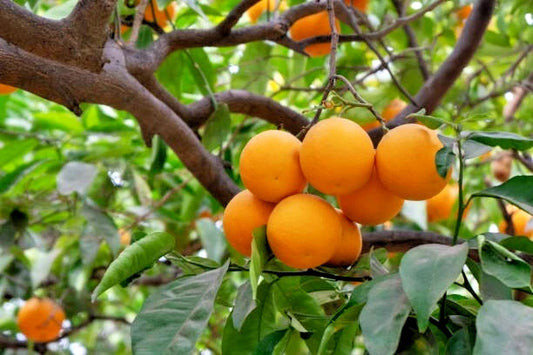 California Navel Orange Scions Cuttings 6-8in for Rooting Grafting Citrus sinensis