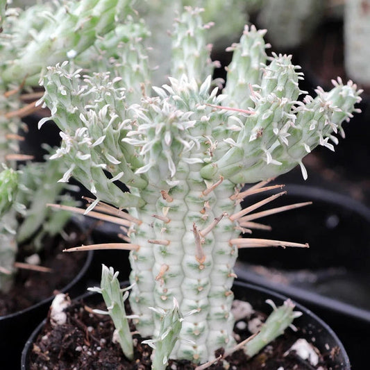 Euphorbia Mammillaris Variegata - Indian Corn Cob - 4" Diameter Rooted Plant - Unique Succulent