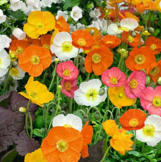 Iceland Poppy Seeds, 2000 Non-GMO Tender Perennial Mix, Spring Summer Blooms, Papaver nudicaule