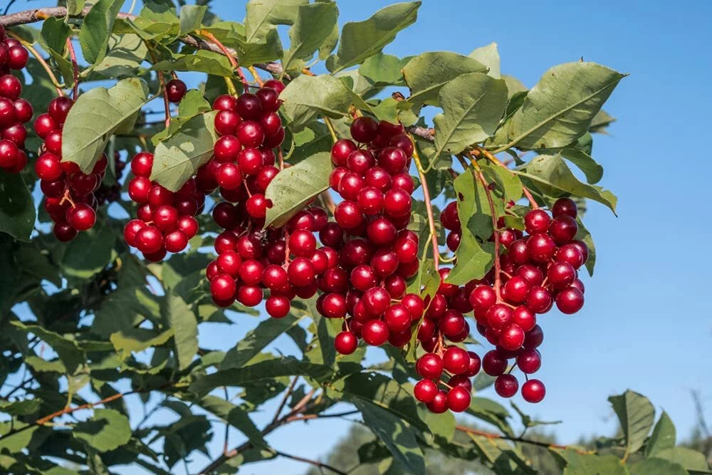 Chokecherry Seeds for Planting - 30 Seeds - Edible Variety for Jam or Syrup - Prunus virginiana