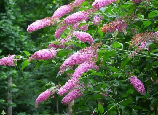 Butterfly Bush Plant - Pink Delight Variety - Buddleja davidii