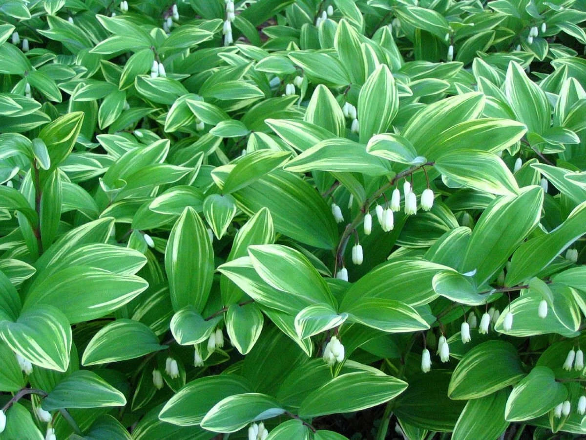 Solomon's Seal Starter Plants - Variegated Leaf - 5 Bare-Root Rhizomes - Polygonatum spp.