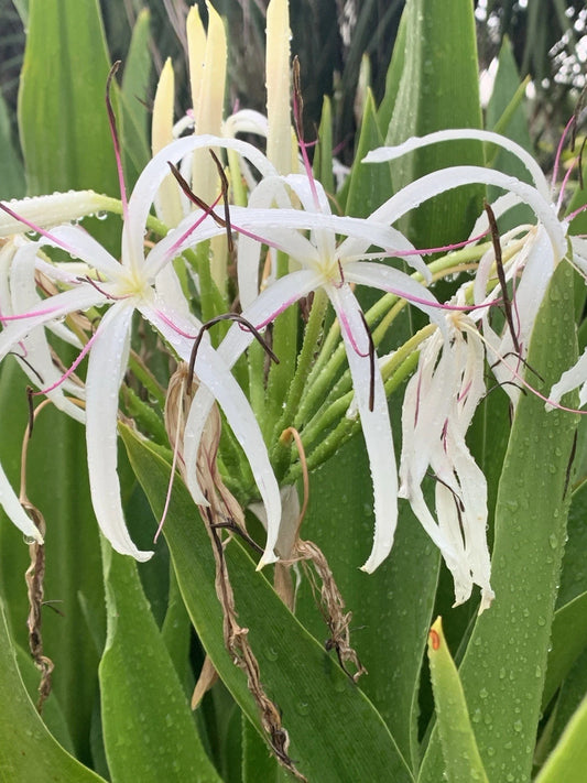 Crinum Lily Seedlings - 2 White Tropical Flowering Plants - Crinum asiaticum