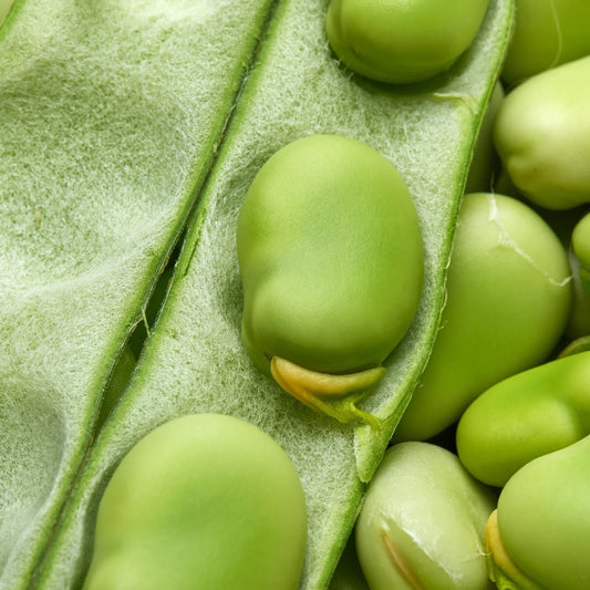Broad Windsor Fava Bean Seeds - 25+ Non-GMO Mediterranean Cover Crop Seeds (Vicia faba)