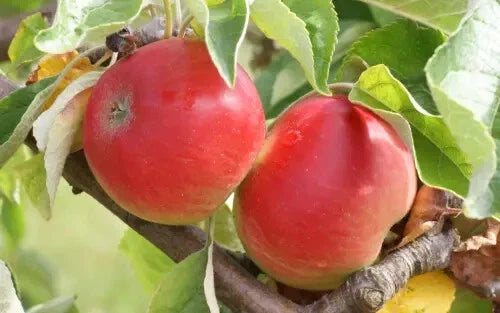 Akane Apple Seeds - 25+ Pack for Garden Planting - Malus domestica - USA Grown, Non-GMO, Heirloom