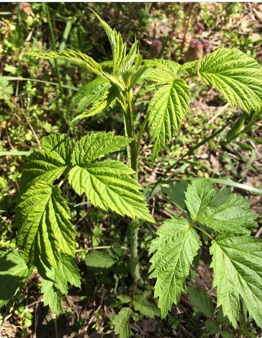 Early Everbearing Prelude Red Raspberry Plant - Live Rooted Starter Plant - Rubus idaeus