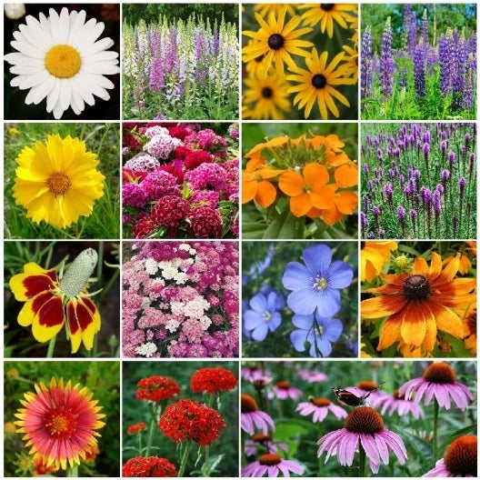All Perennial Wildflower Mix - 15 Species Variety Packet - Easy Grow Wildflowers