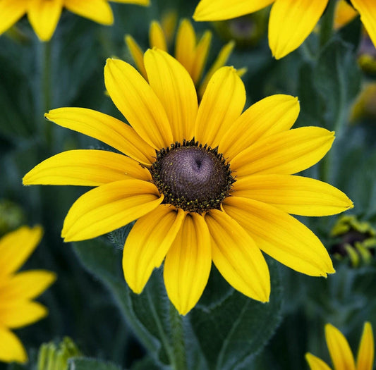 Black Eyed Susan Flower Seeds, 2000+ Perennial, Yellow Blooms, Rudbeckia hirta, Bee & Butterfly Garden, Free Shipping