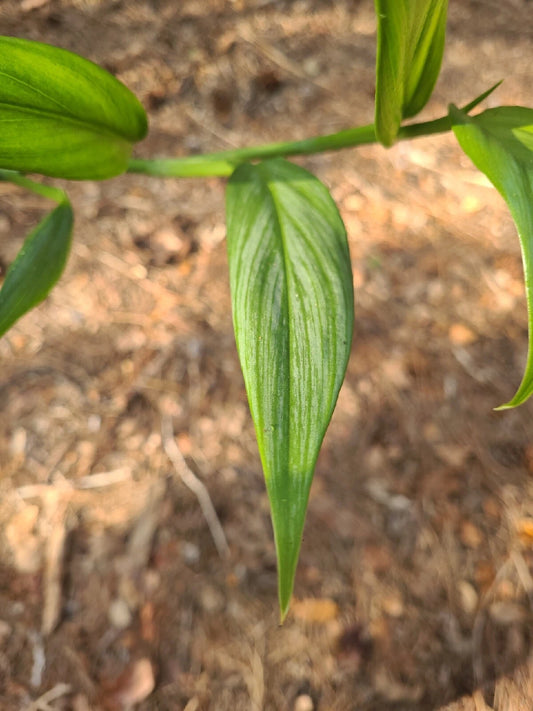 Epipremnum Amplissimum Silver Streak Cutting | 2 Nodes | Fresh Pothos Plant Cutting | Houseplant Decor