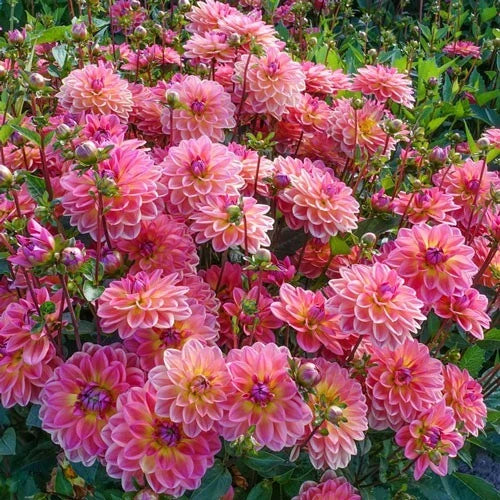 25 Pacific View Dahlia Seeds - Flowering Perennial Blooms - Dahlia variabilis - US Seller