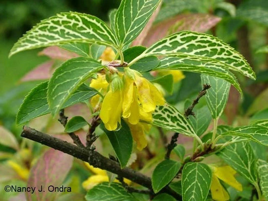 Forsythia Plant 6-12 Inch Variegated Forsythia viridissima Kumson - Hardy Zones 5-9, Dormant Late Fall to Early Spring