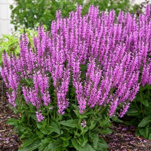 50 Back to the Fuchsia Salvia Seeds | Perennial Flower Seeds | Salvia splendens | US Seller