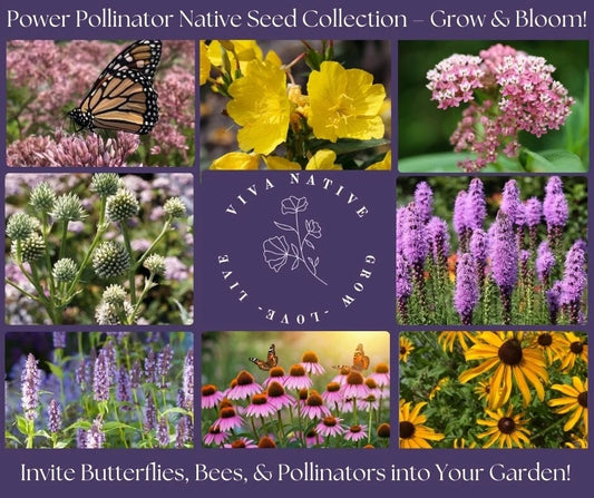 Butterfly Native Garden Seed Collection - 8 Perennial Plants for Pollinators - Wildflower Seeds for Gardens - Pollinator Paradise