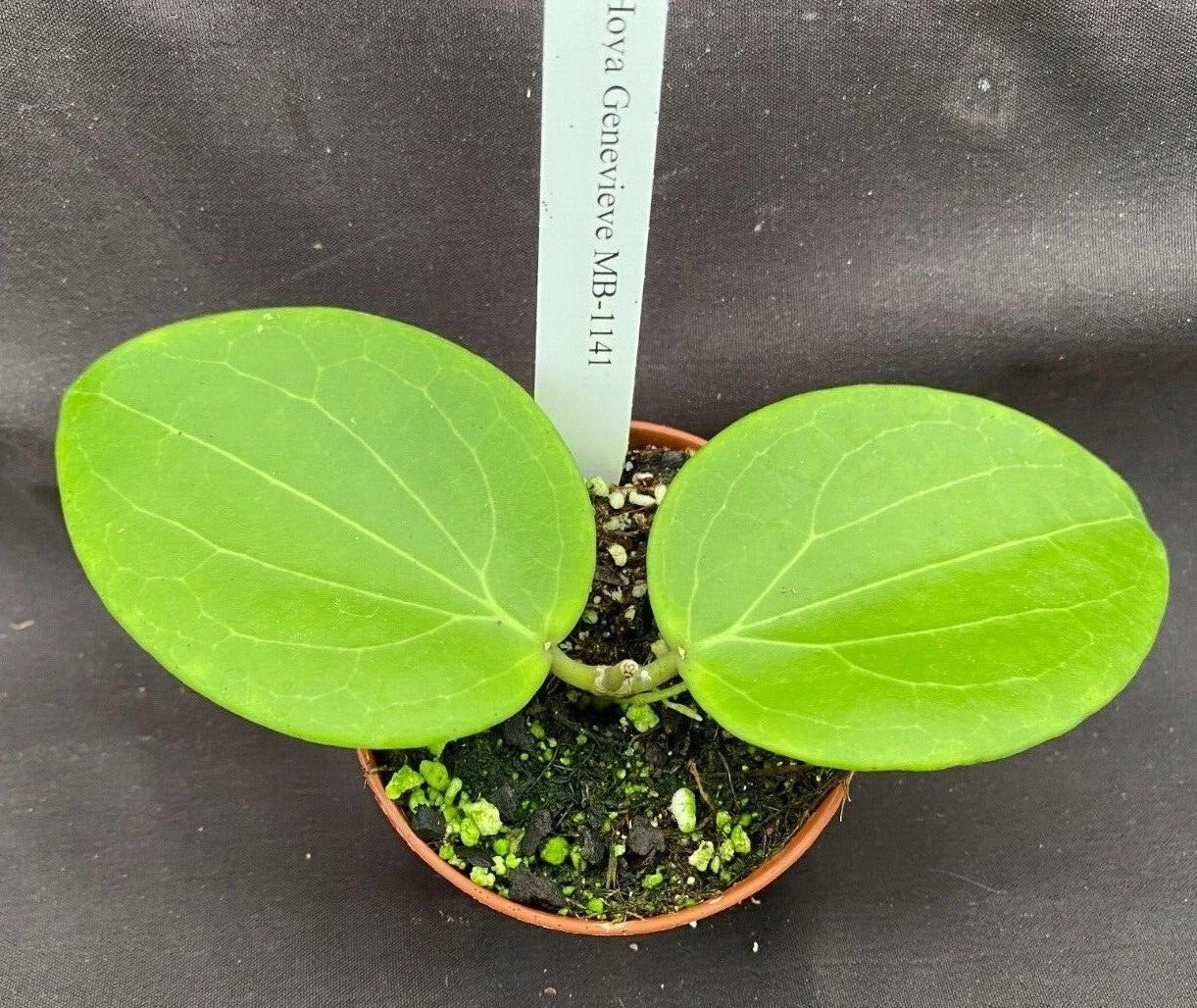 genevieve potted plant Hoya Hybrid Plant 2.5" Pot