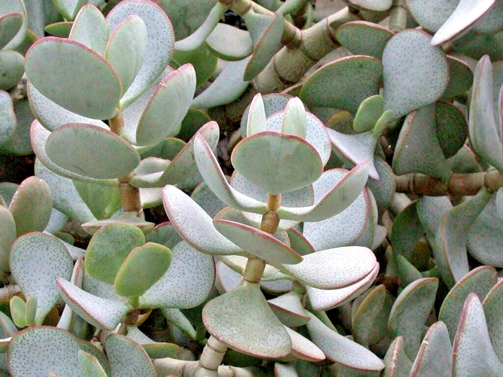 Succulent Cuttings 3-Pack 2-4" Silver Dollar Jade Crassula Arborescens Blue-Grey Foliage Red Edges Unrooted Plant