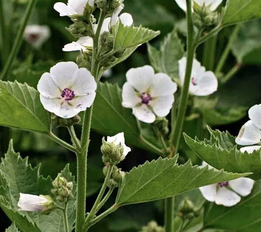 Marshmallow Seeds 100+ Pack | Althea officinalis | NON-GMO | USA | Free Shipping