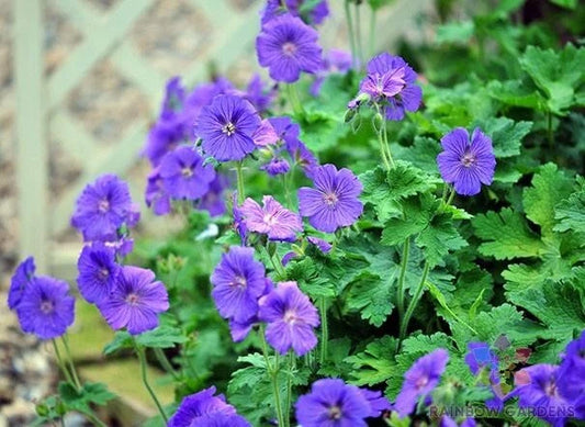 Johnson's Blue Geranium Seeds - 25+ Pack - Perennial Flower Seeds - Geranium 'Johnson's Blue' - USA