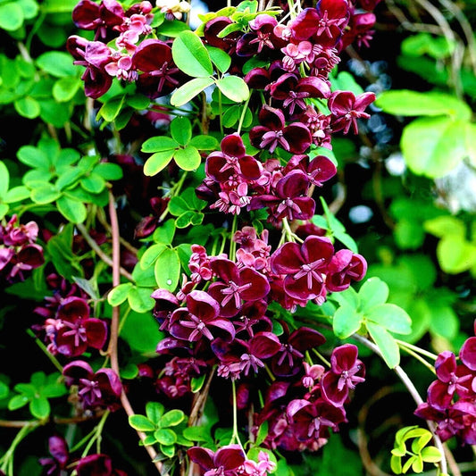 Chocolate Vine Seeds - 3-Leaf Variety - Hardy Climbing Plant - Akebia trifoliata