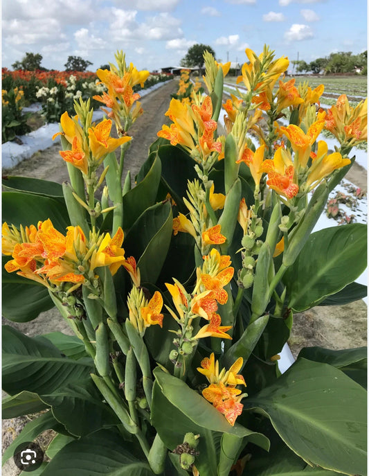 Canna Lily Starter Plant - Small Rooted, Tenerife Variety - Canna indica