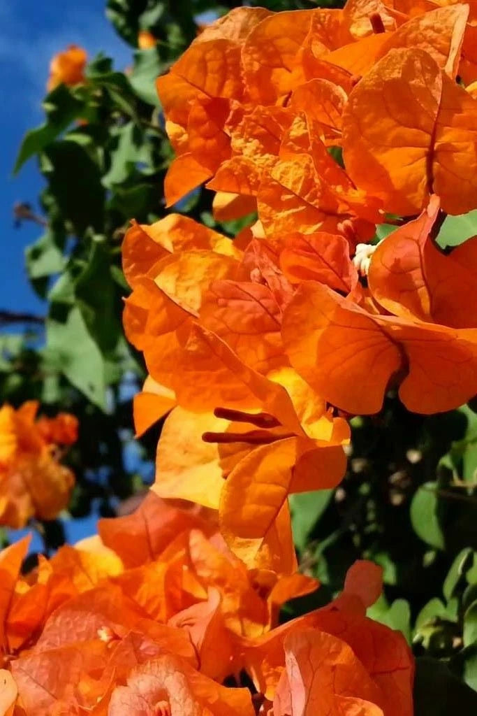 Bengal Orange Variegated Bougainvillea Starter Plant - Live Plug - Tropical Garden Decor - Bougainvillea glabra