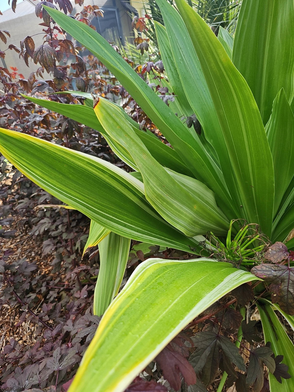Crinum Lily Bulbs, Giant White Spider Lily, Variegated, C. Asiaticum, –  Jayme Garden
