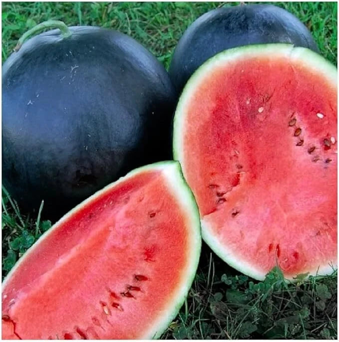 Black Diamond Watermelon Seeds, NON-GMO, Large Variety, Citrullus lanatus - Free Shipping