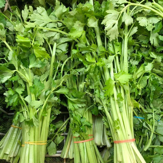 Chinese Celery Seeds - 400 Fresh Seeds - Light Green - Apium graveolens var. secalinum - Non-GMO Heirloom for Container Growing