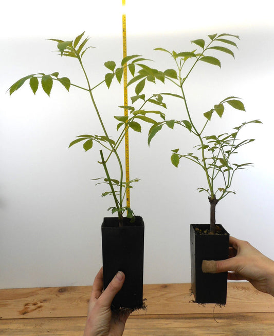 Black Elderberry Plants - Potted - 6 Varieties - American & European - Sambucus nigra & Sambucus canadensis