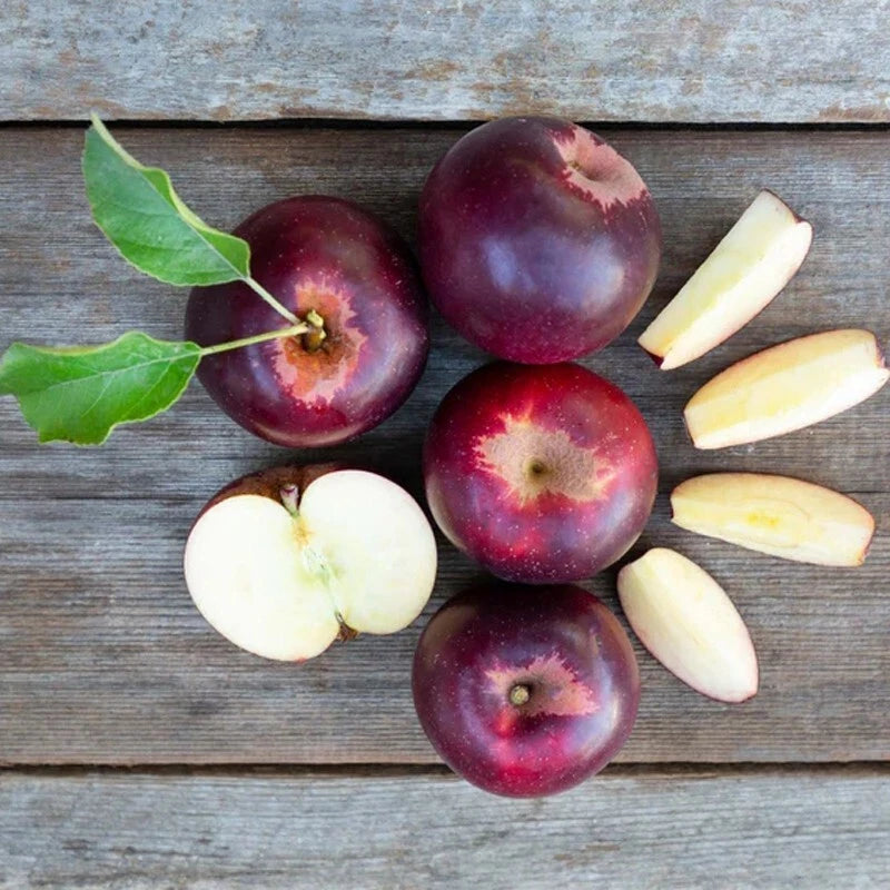 Arkansas Black Apple Tree Bare Root - Malus domestica, M7 Rootstock, Heirloom Variety, Home Orchard Plant