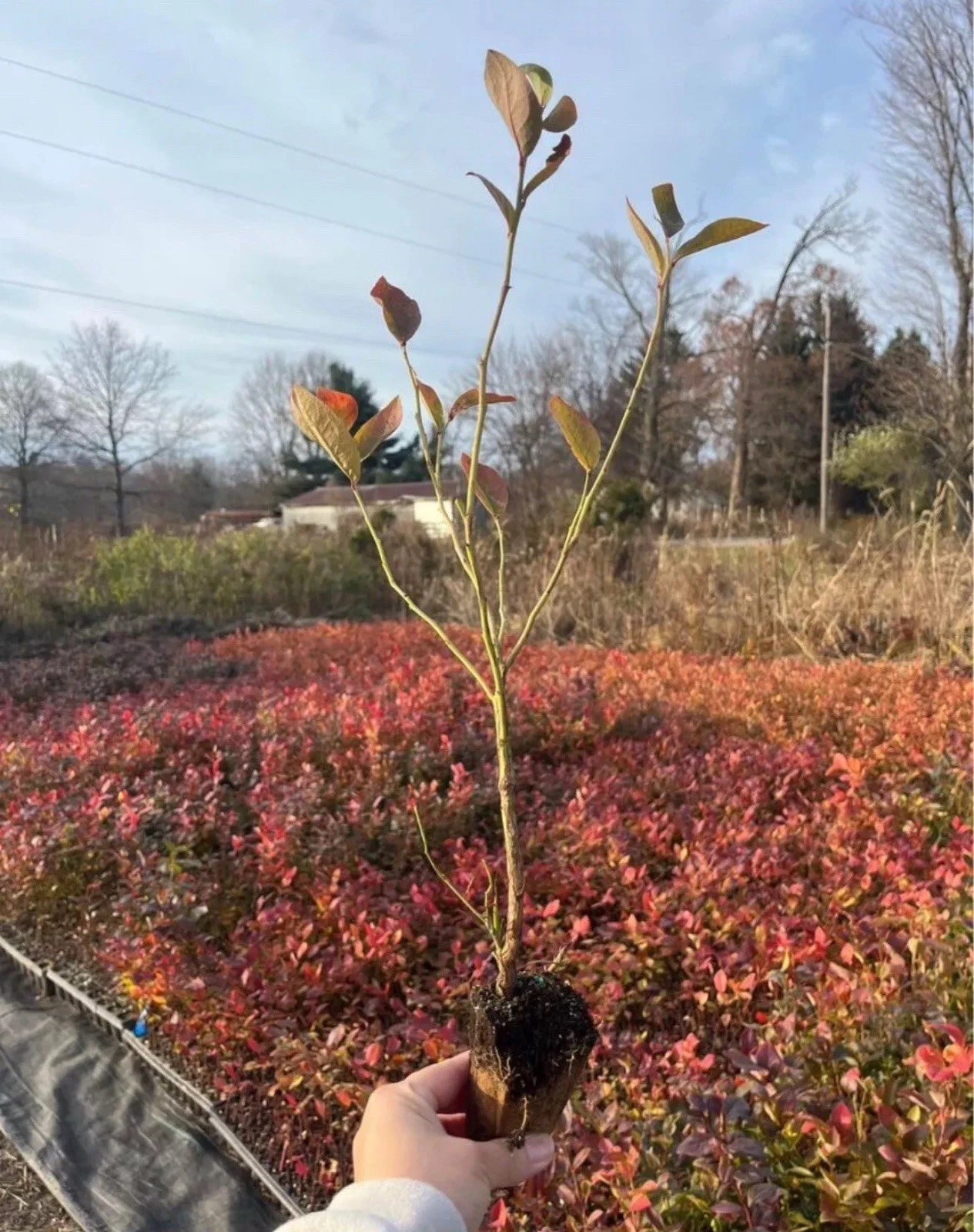 Jersey Blueberry Plants - Rooted Cuttings - Vaccinium corymbosum - Ideal for Home Gardens and Containers
