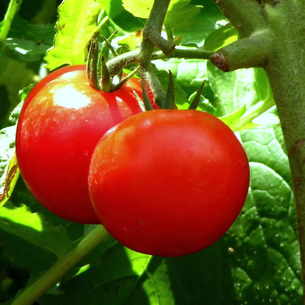 Bonny Best Scarlet Tomato Slicer Seeds - 100 Count - High-Yield, Firm Texture, Bright Red, Flavorful - Solanum lycopersicum